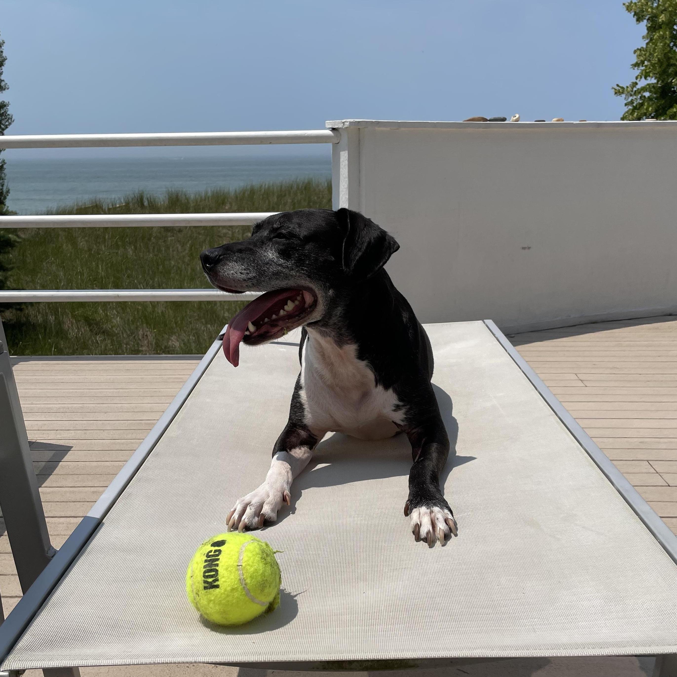 Lentil enjoying beach life