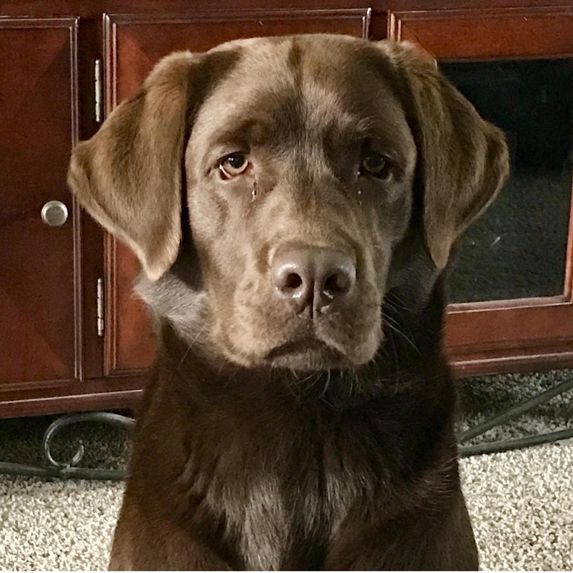 DOZER