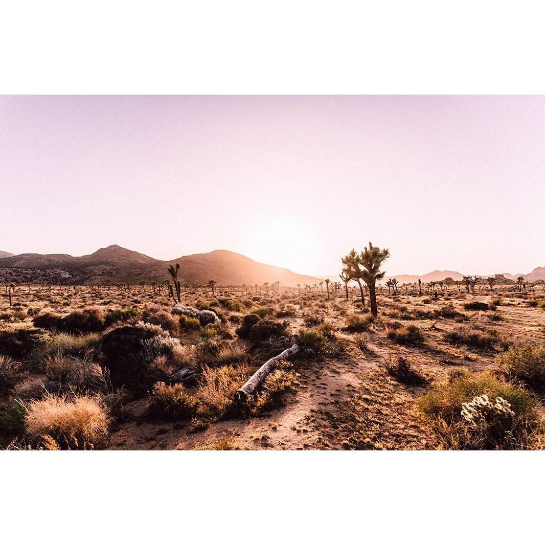 Joshua Tree, CA