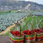 La Trinidad's Strawberry Farm