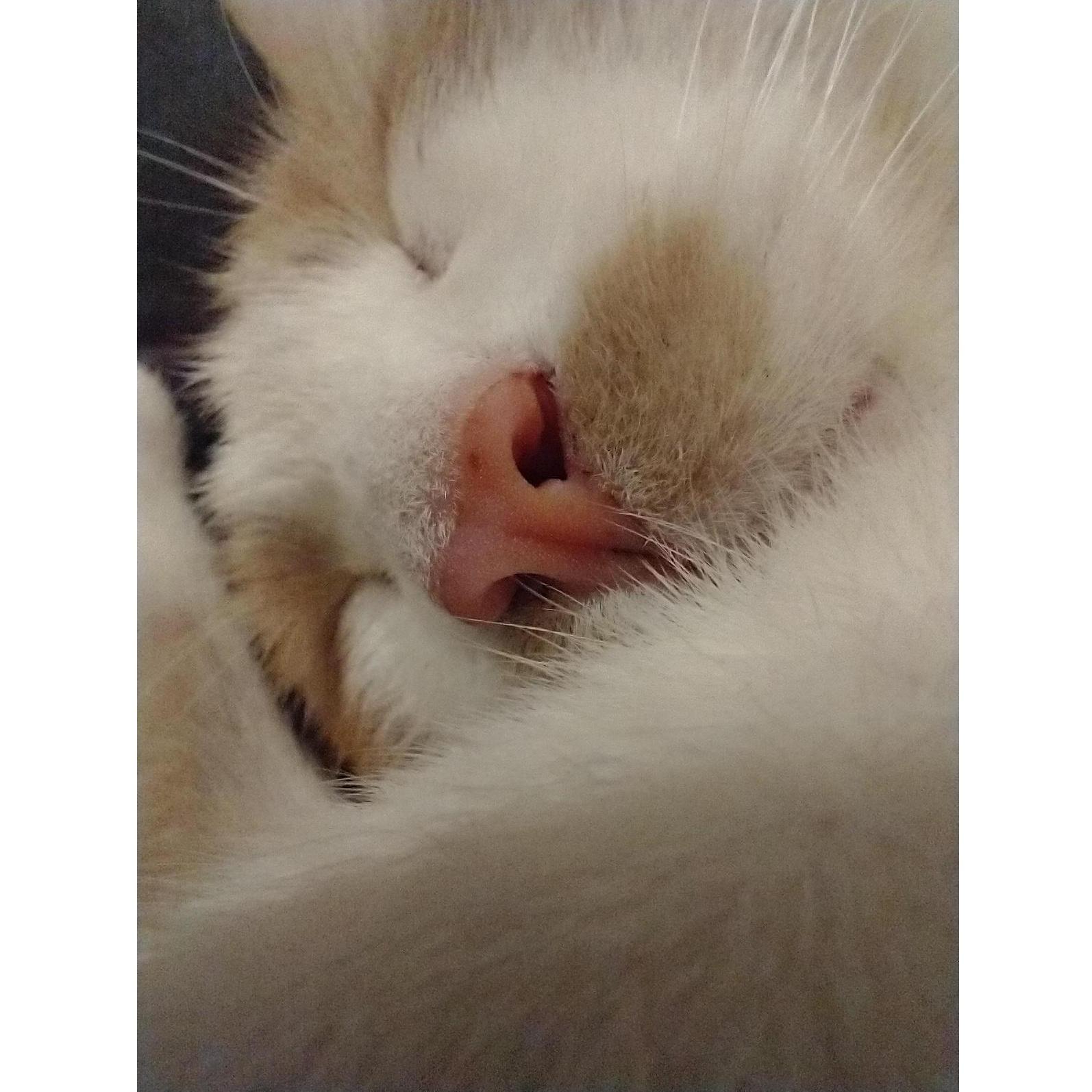 Bean's Nose