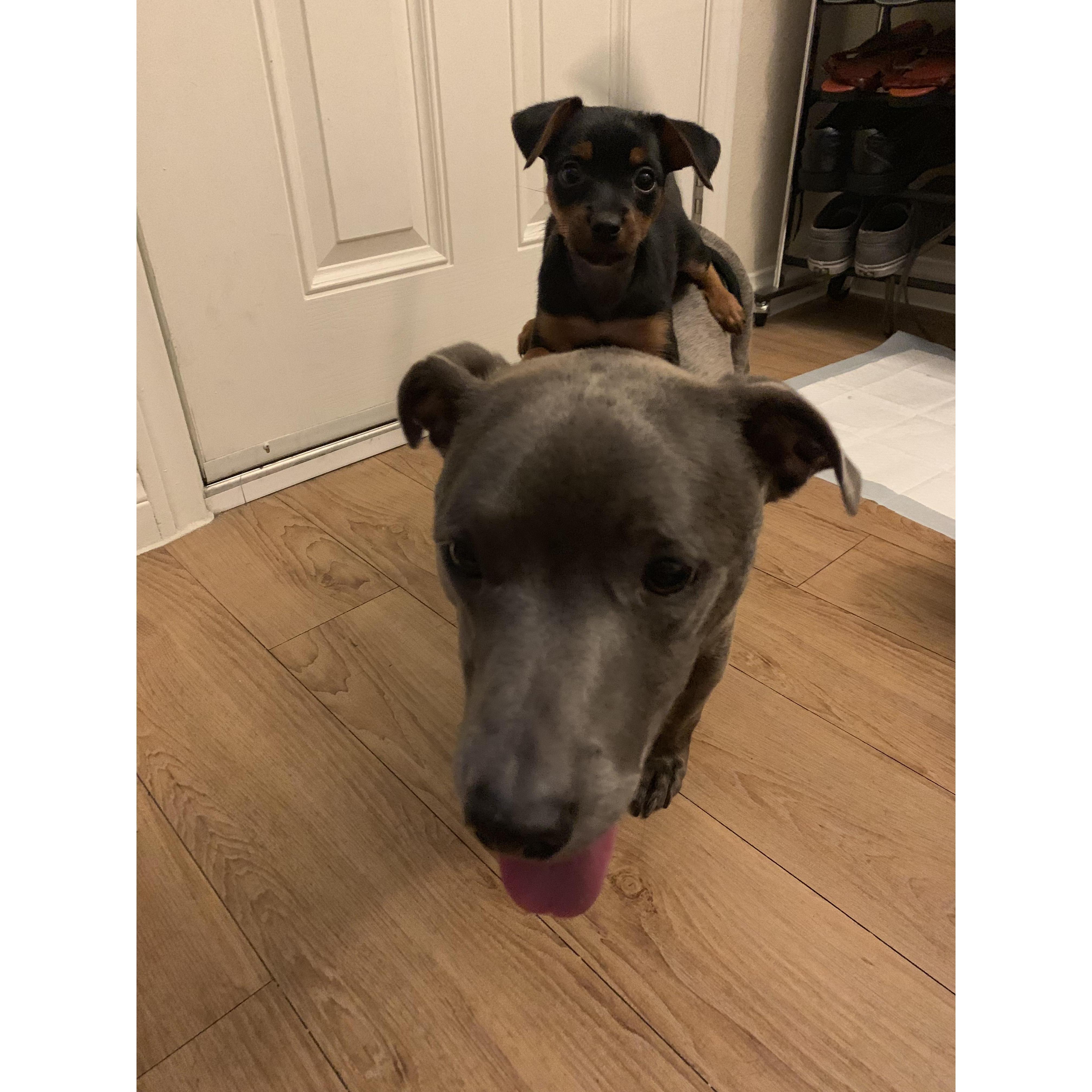Jack & Jethro