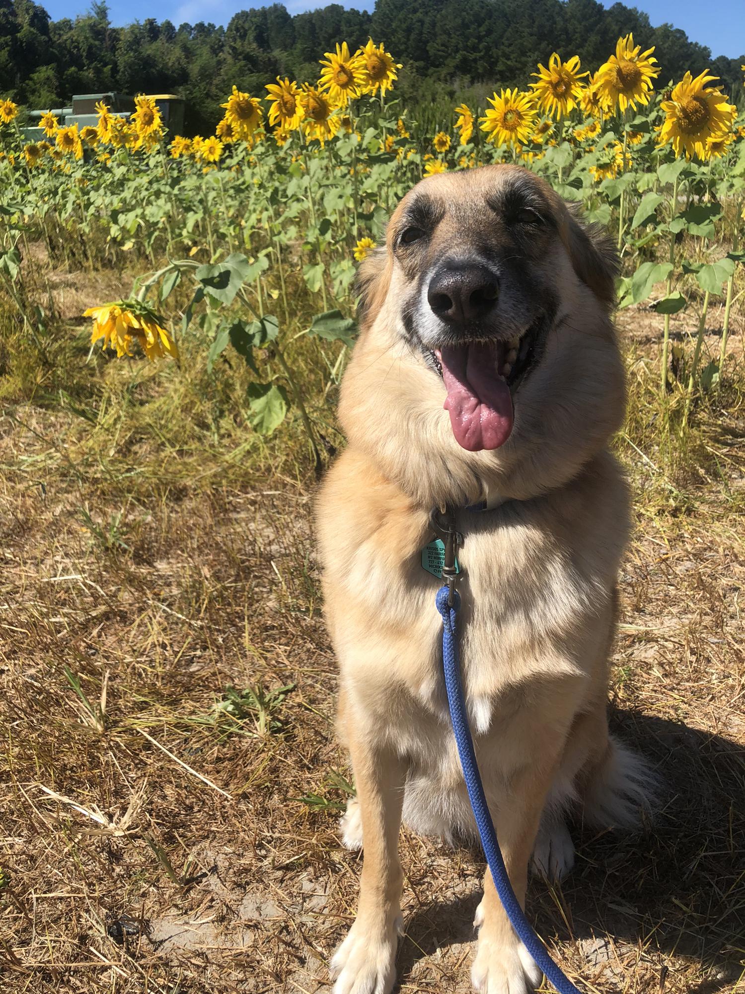 Galivanting through the sunflowers! Fall 2021