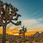 Joshua Tree National Park