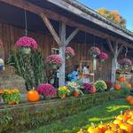 Beans & Greens Farm