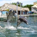 Dolphins Plus Marine Mammal Responder