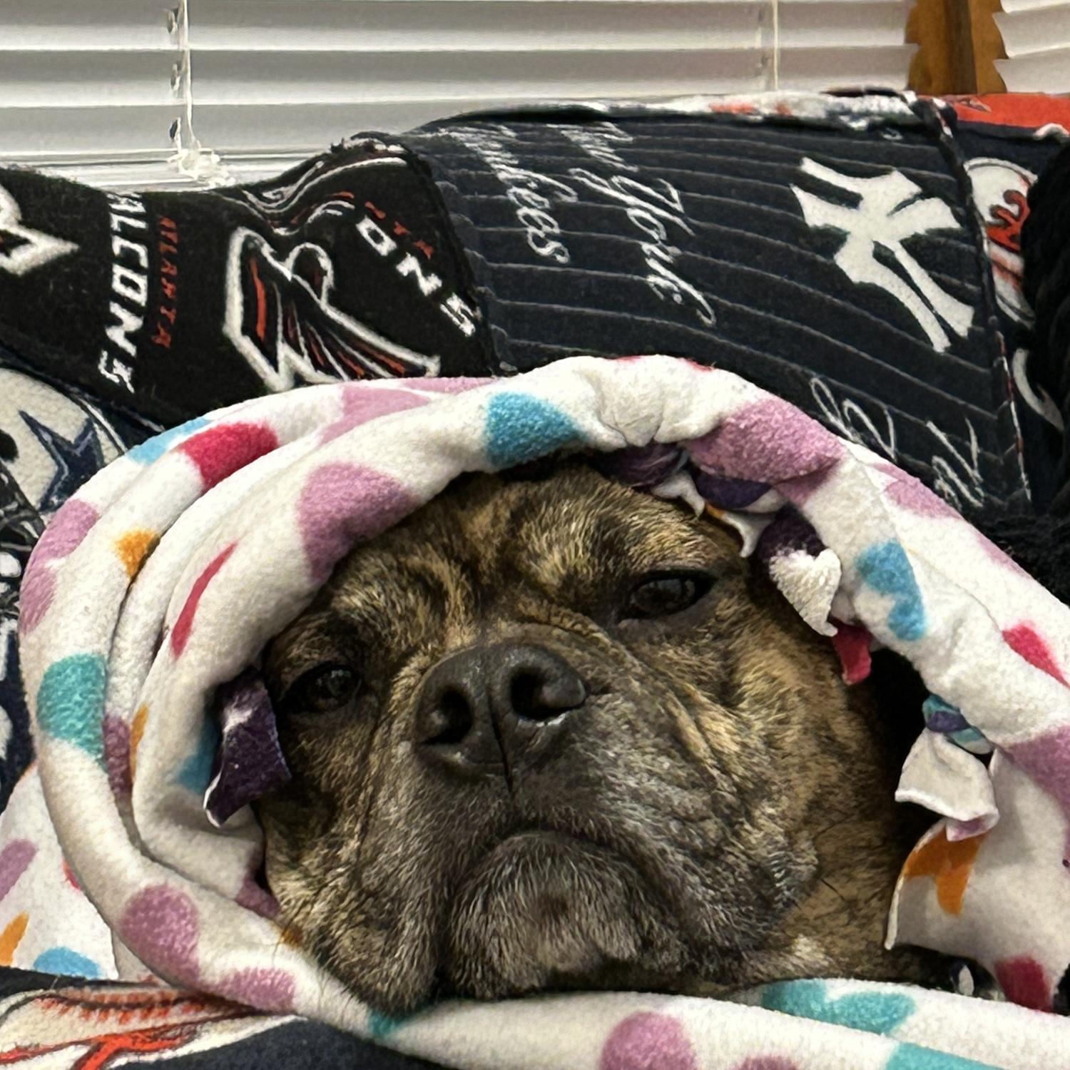 Our favorite cuddle bug pt. 3