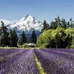 Hood River Lavender Farms
