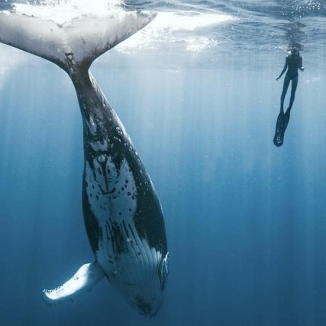 Swimming with humpback whales in Mo'orea