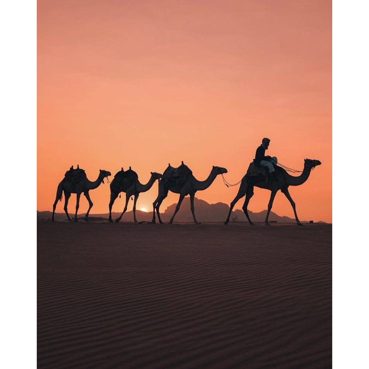 You can also take sunset camel tours with a local bedouin guide!
