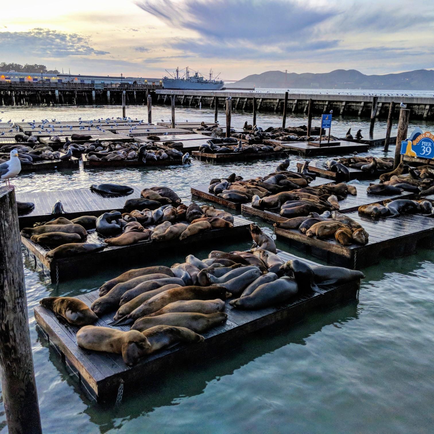 Pier 39 San Francisco