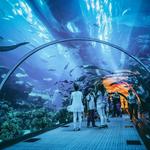 Georgia Aquarium