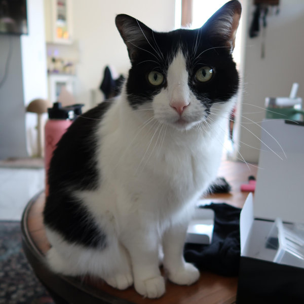 Cat Adoption Fund