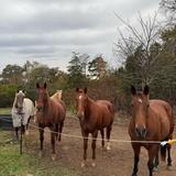 Key Training & Horsemanship