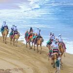 Camel Ride Cactus