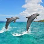 Dolphin Academy Curacao