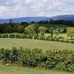 Veramar Vineyard