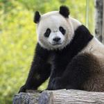 Smithsonian National Zoological Park