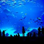 Camden Adventure Aquarium