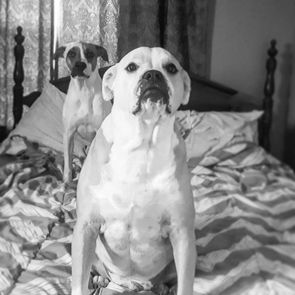 Our fur babes. Zeus and Athena.