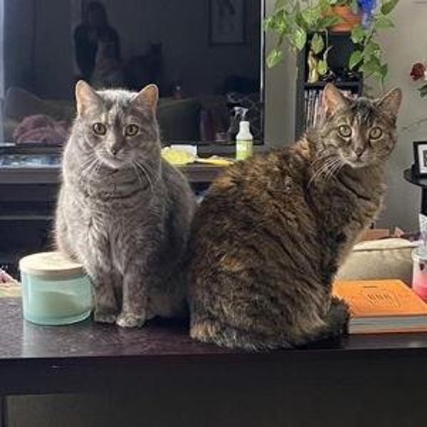 Chicago Animal Shelter Donation