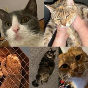 Our Pet Toy Fund
