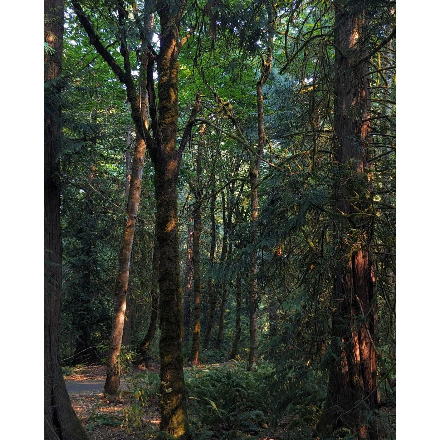 Wonderwood Forest, Lacey, WA