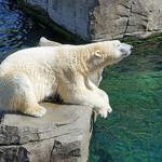 Alaska Zoo