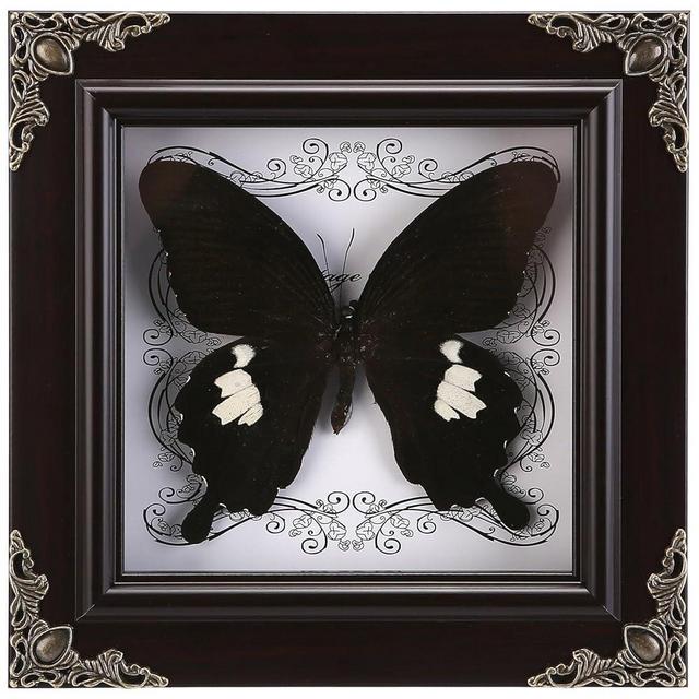 Real Butterfly Framed Handmade, Taxidermy Butterfly Shadow Box Collection, Framed Butterfly Taxidermy for Oddities and Curiosities Gifts (C_Great White Spotted Butterfly)