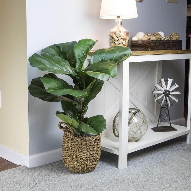 Fiddle Leaf Fig Plant in Basket