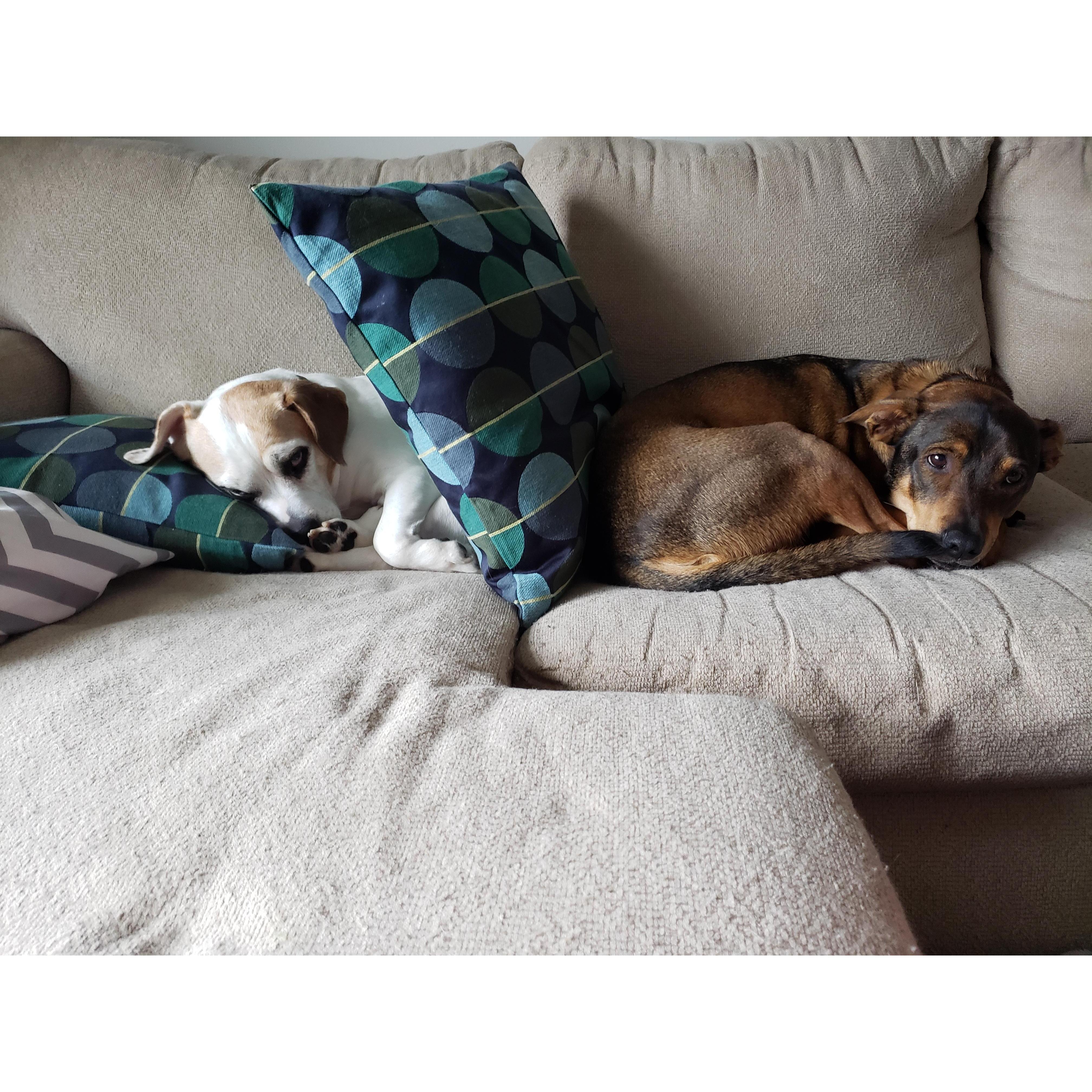 The dogs are unsure about us getting married...