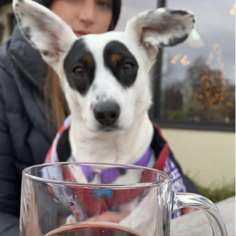 Piper with her eye on a glass of hot mulled wine at Osprey's Dominion in Peconic, NY.