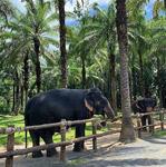 The Elephant Sanctuary Krabi
