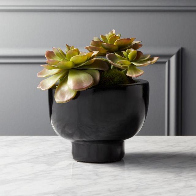 CB2 Potted Faux Echavaria Mix