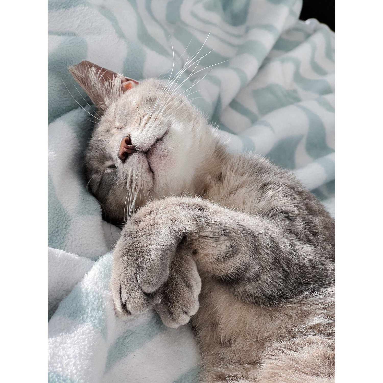 Our cat Maggie