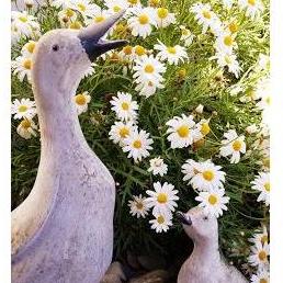 Our love of patos ( ducks) must be gentic!