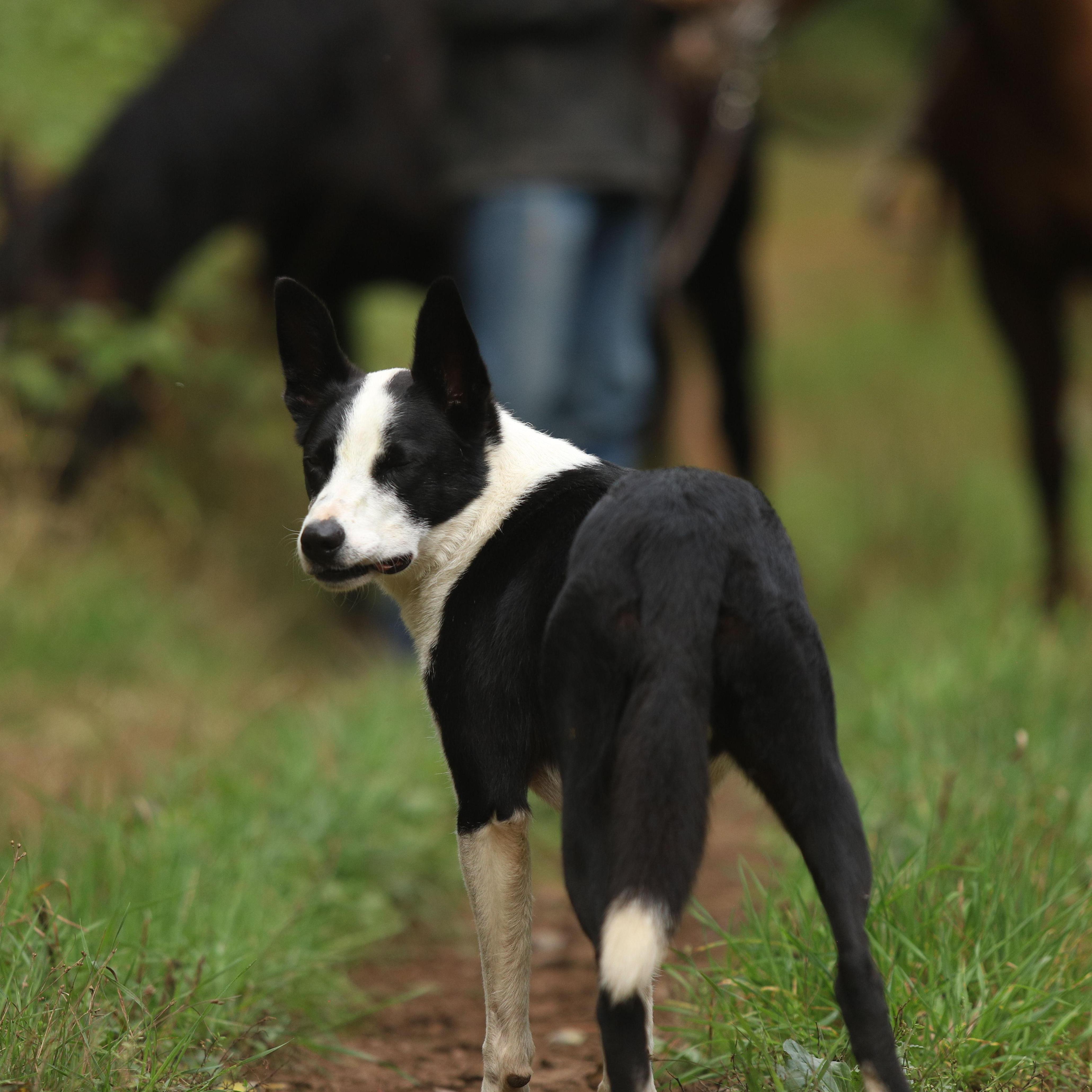 Even Archie was able to be a part of the engagement!