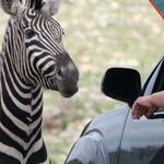 Natural Bridge Wildlife Ranch