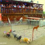 Bear Creek Saloon Pig Races
