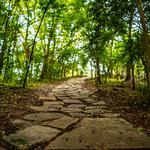 Couturie Forest