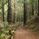 Reinhardt Redwood Regional Park