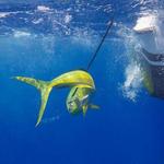 Charter a Fishing Trip