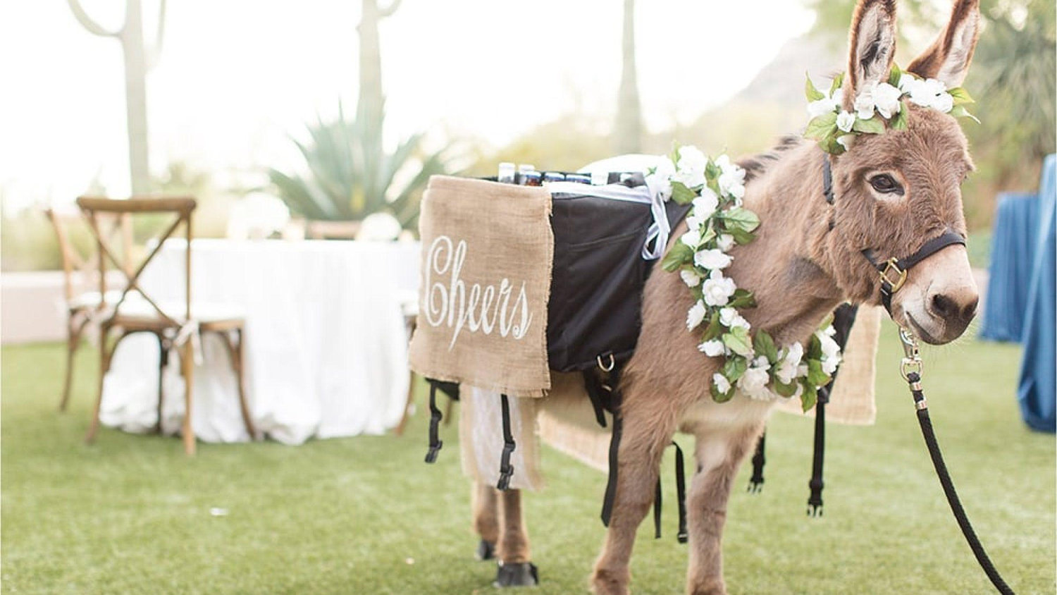 The Wedding Website of David Kapka and Jessica Adams