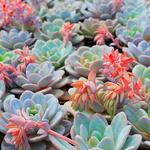 Succulent