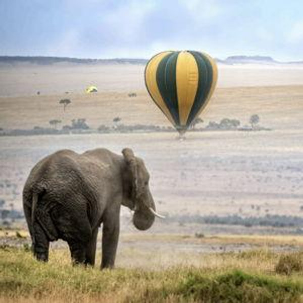 Honeymoon Safari