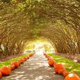 The Dallas Arboretum and Botanical Garden