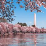The National Cherry Blossom Festival
