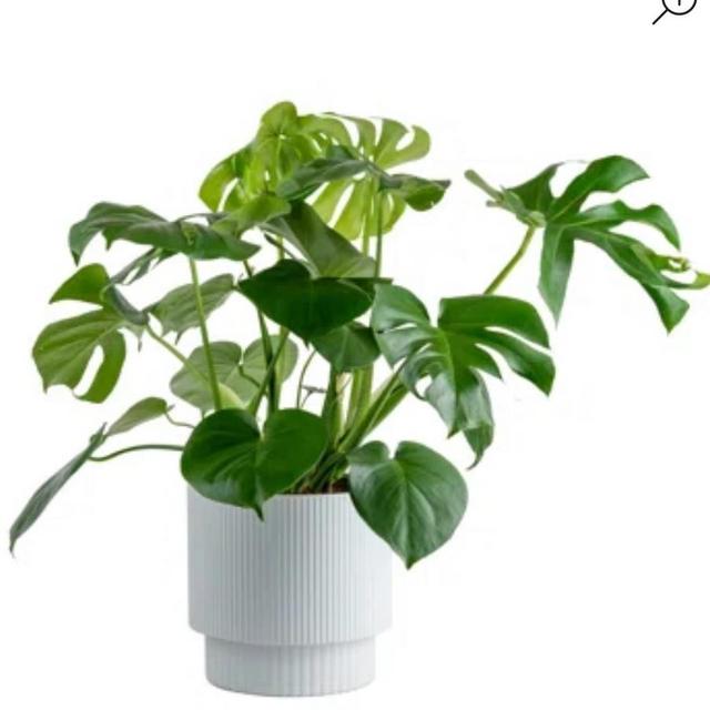 Costa Farms Indoor Monstera Deliciosa House Plant in 10-inch Décor Pot | AllModern