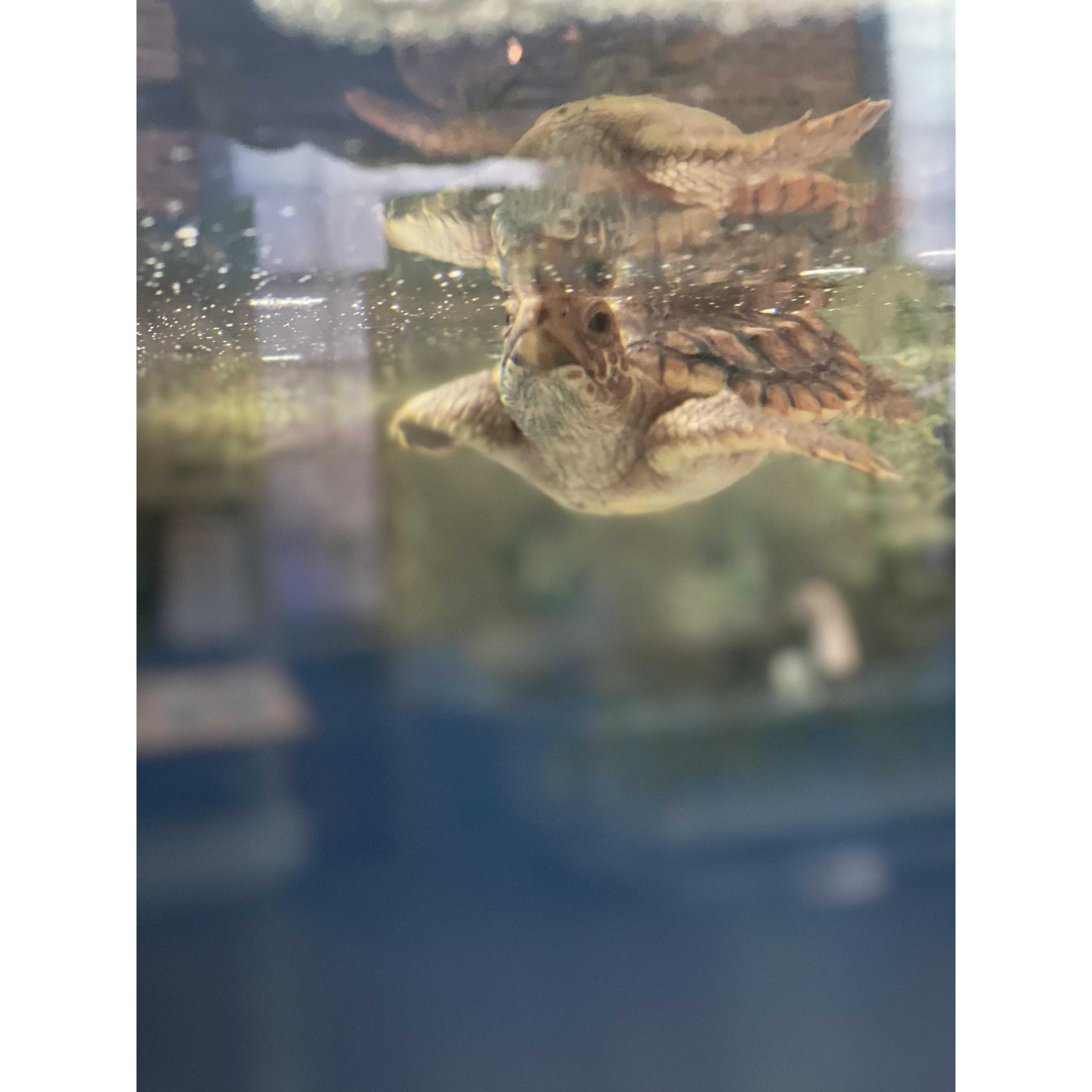 Go meet one of our little friends at the Georgia Sea Turtle Center. It is truly amazing to see these little guys up close!