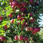 Giamarese Farm & Orchards